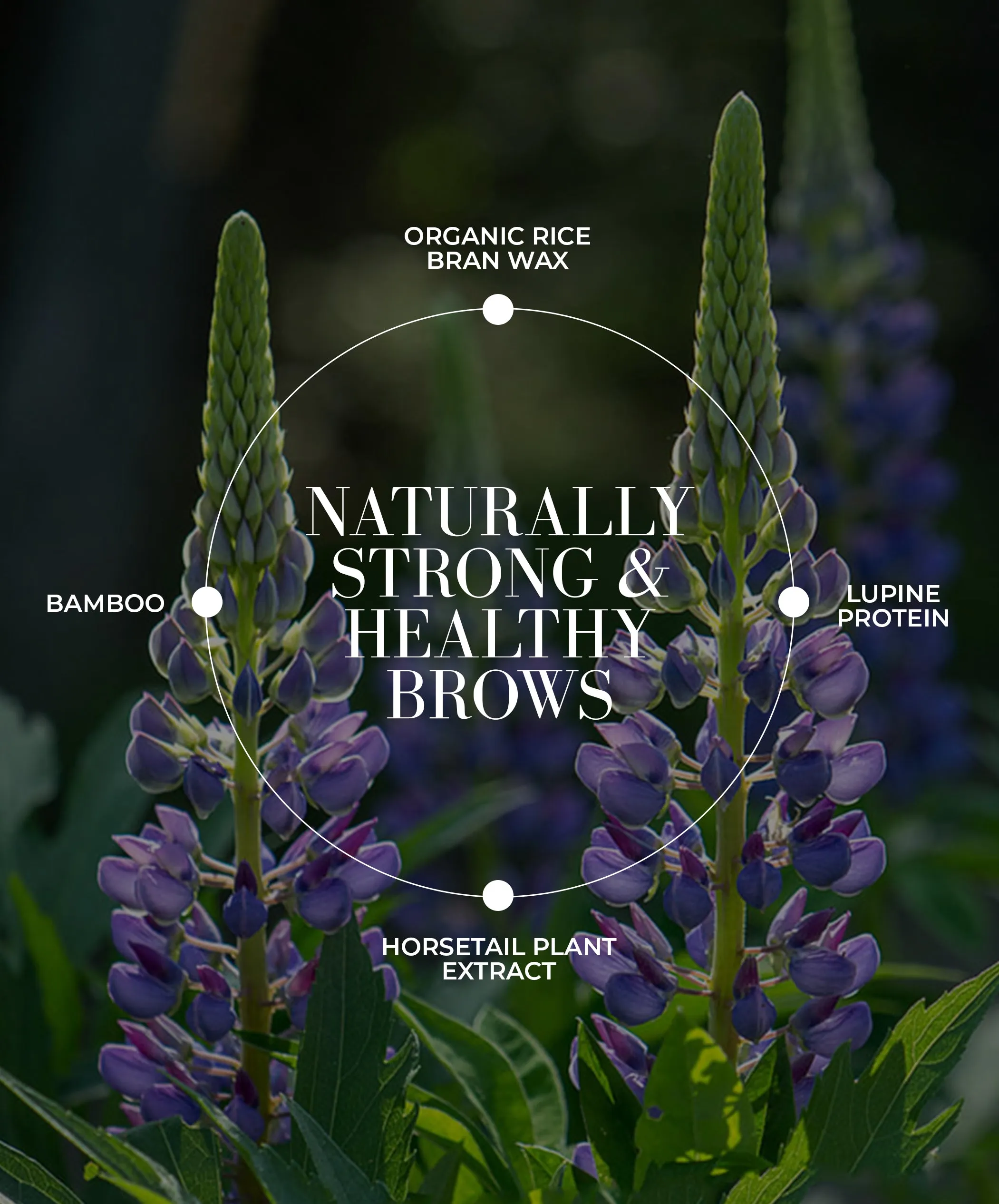 Plant Protein Brow Gel